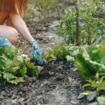 vrouw werkt in moestuin