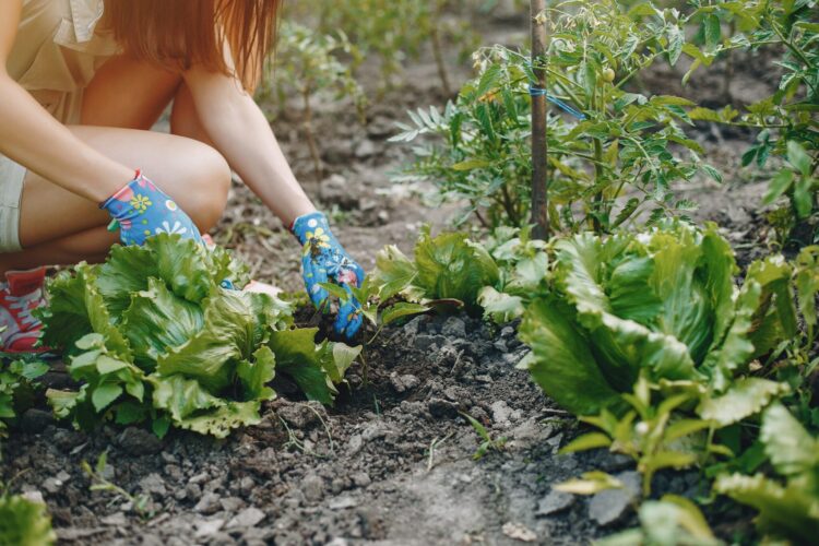 vrouw werkt in moestuin