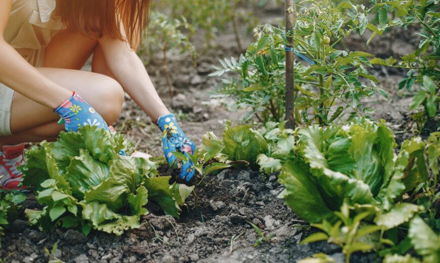 vrouw werkt in moestuin