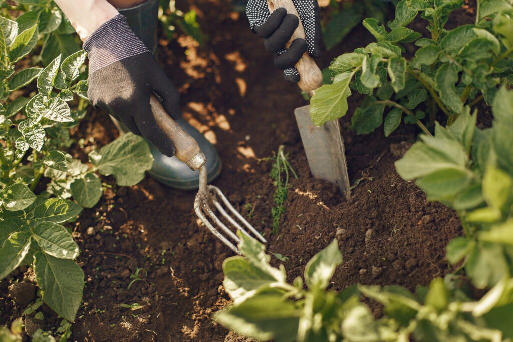 vrouw werkt met tuingereedschap in moestuin